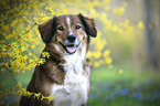 Australian-Shepherd-�sterreichischer-Pinscher-Mischling Portrait