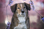 Australian-Shepherd-�sterreichischer-Pinscher-Mischling Portrait