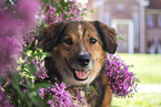 Australian-Shepherd-sterreichischer-Pinscher-Mischling Portrait