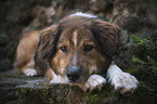 liegender Australian-Shepherd-�sterreichischer-Pinscher-Mischling