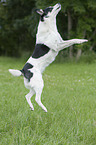 springender Jack-Russell-Terrier-Mischling