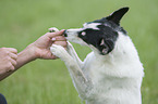 Mensch mit Jack-Russell-Terrier-Mischling