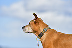 American-Pit-Bull-Terrier-Rhodesian-Ridgeback-Mischling Poprtrait