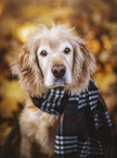 Cocker-Spaniel-Mischling Portrait