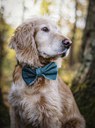 Cocker-Spaniel-Mischling Portrait