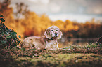 liegender Cocker-Spaniel-Mischling