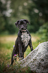 stehender Labrador-Retriever-Jack-Russell-Terrier-Mischling Welpe