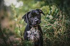 Labrador-Retriever-Jack-Russell-Terrier-Mischling Welpe Portrait