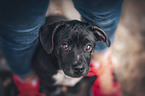 Mensch mit Labrador-Retriever-Jack-Russell-Terrier-Mischling Welpe