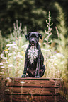 sitzender Labrador-Retriever-Jack-Russell-Terrier-Mischling Welpe