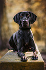 liegender Weimaraner-Mischling