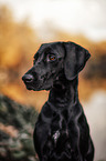 Weimaraner-Mischling Portrait