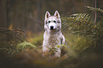 sitzender Husky-Mischling