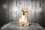 sitzender Chihuahua-Mischling
