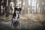sitzender Australian-Shepherd-Schferhund-Mischling