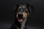 Australian-Shepherd-Schferhund-Mischling Portrait