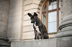sitzender Basenji-Franzsische-Bulldogge-Mischling