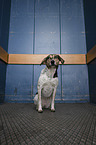 sitzender Bracken-Mischling