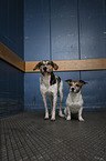 2 Hunde