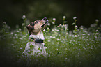 Bracken-Mischling Portrait