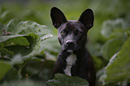 Basenji-Franzsische-Bulldogge-Mischling Portrait