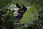 Basenji-Franzsische-Bulldogge-Mischling Portrait