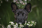 Basenji-Franzsische-Bulldogge-Mischling Portrait