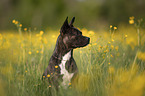 Basenji-Franzsische-Bulldogge-Mischling Portrait