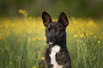 Basenji-Franzsische-Bulldogge-Mischling Portrait