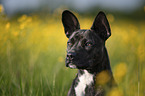 Basenji-Franzsische-Bulldogge-Mischling Portrait