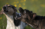 Basenji-Franzsische-Bulldogge-Mischling mit Bracken-Mischling