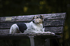 liegender Bracken-Mischling