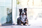 liegender Australian-Shepherd-Berner-Sennenhund-Mischling
