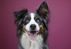 Australian-Shepherd-Berner-Sennenhund-Mischling Portrait