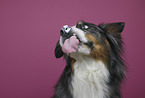 Australian-Shepherd-Berner-Sennenhund-Mischling Portrait