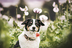 Australian-Shepherd-Appenzeller-Sennenhund-Mischling Portrait