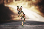 rennender Terrier-Mischling