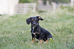 sitzender Dackel-Mischling Welpe
