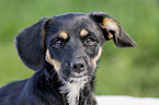 Dackel-Mischling Welpe Portrait