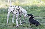 Dackel-Mischling Welpe mit Dalmatiner
