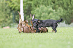 spielende 2 Hunde