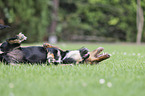 spielende 2 Hunde