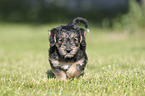 laufender Dackel-Mischling Welpe