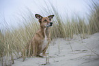 Dackel-Mischling am Strand