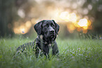 liegender Labrador-Retriever-Mischling