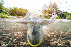 Labrador-Retriever-Mischling im Wasser