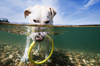 Labrador-Retriever-Mischling im Wasser