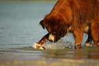 Berner-Sennenhund-Bernhardiner