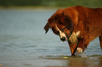 Berner-Sennenhund-Bernhardiner