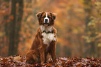 Berner-Sennenhund-Bernhardiner